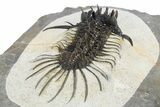 Spiny Quadrops Trilobite - Ofaten, Morocco #311504-3